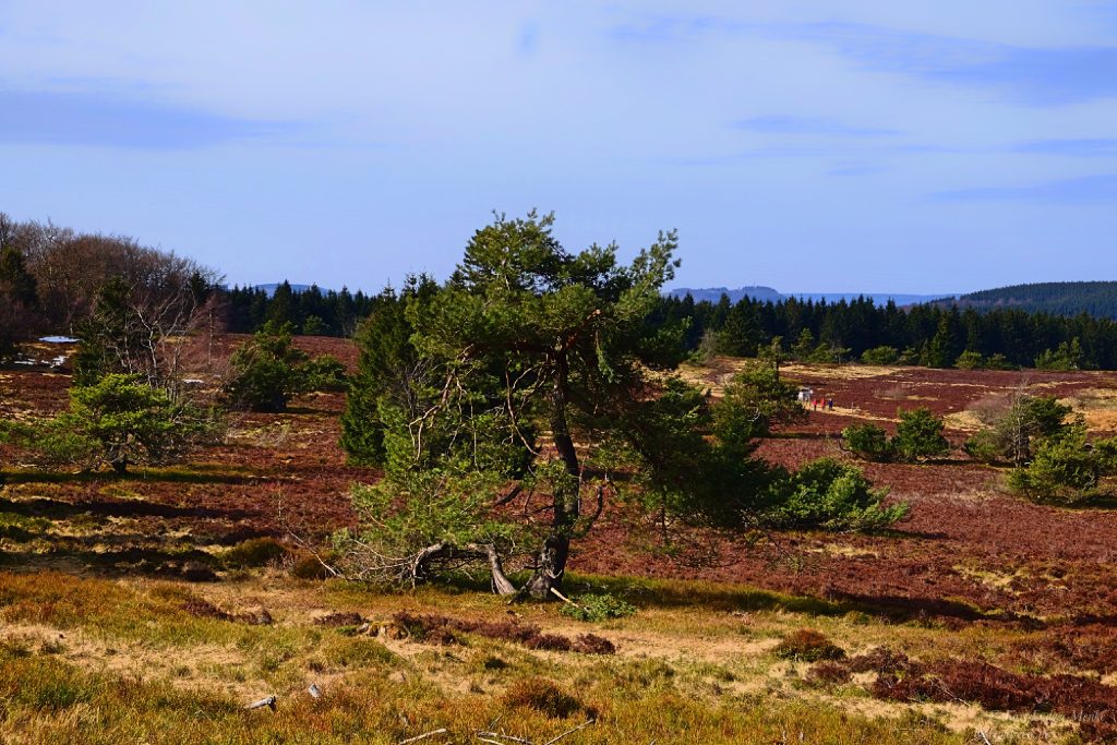 Baum auf einer Heide
