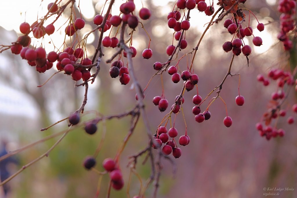 Beeren im Winter